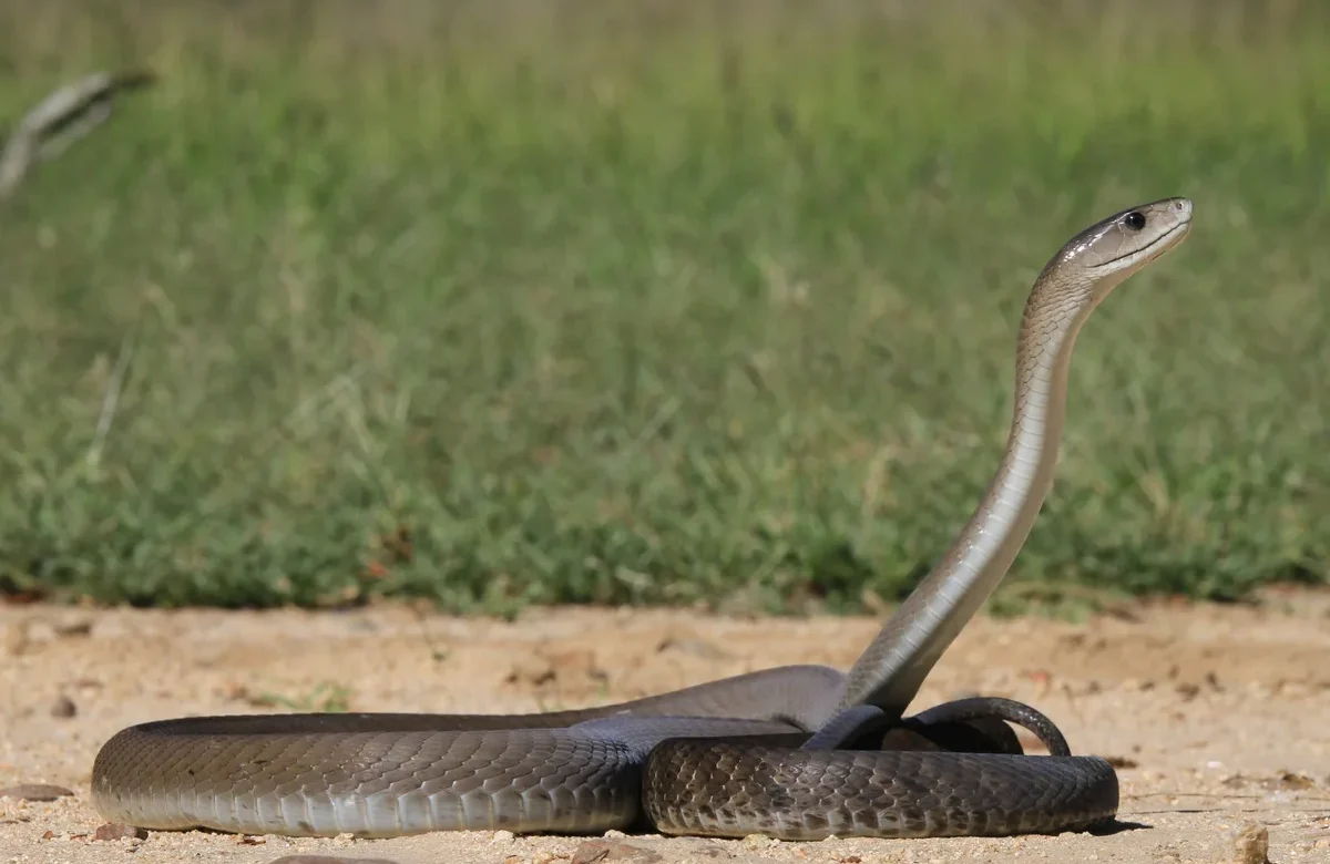 How Poisonous Are Mambas? Exploring the World of Africa’s Deadliest Snake
