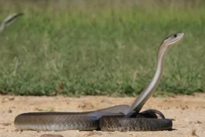 Black mambas carry a record of pollution in their scales