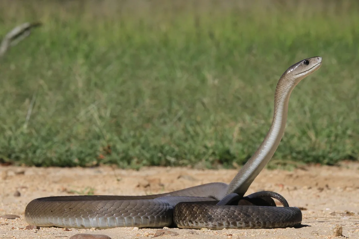 How Poisonous Are Mambas? Exploring the World of Africa’s Deadliest Snake