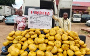 NDLEA Nabs 27-Year-Old With N10m Cannabis in Kano