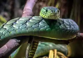 Black mambas carry a record of pollution in their scales