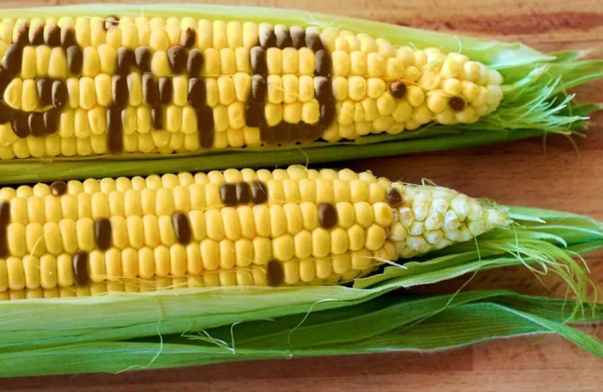 The Federal Government to Begin Labelling of Genetically Modified (GM) Crops for Transparency and Public Confidence